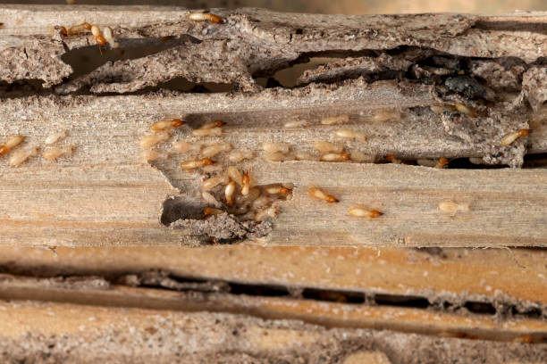 Best Residential Pest Control  in Lincoln City, OR